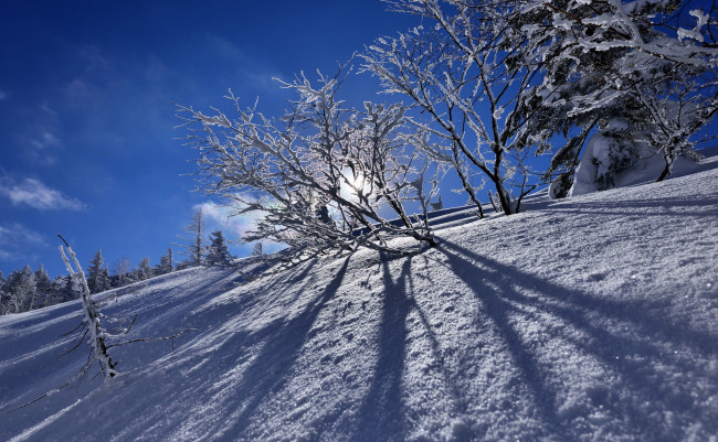 Обои картинки фото природа, зима, снег, деревья