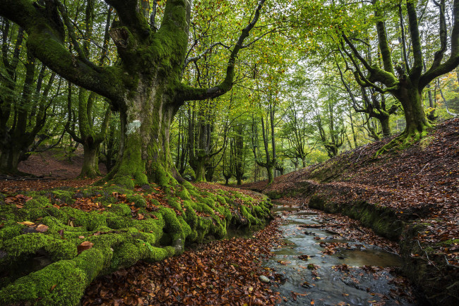 Обои картинки фото природа, лес, деревья