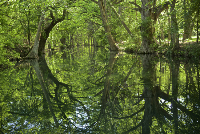 Обои картинки фото природа, реки, озера, лес, река