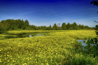 Картинка природа луга простор