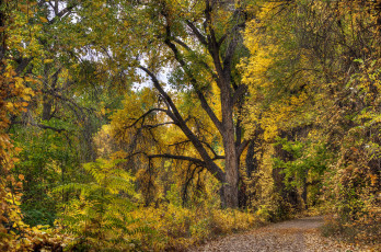 Картинка природа лес простор