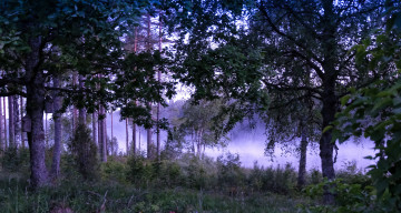 Картинка природа лес простор