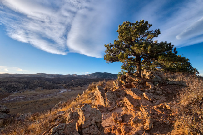 Обои картинки фото природа, деревья, простор