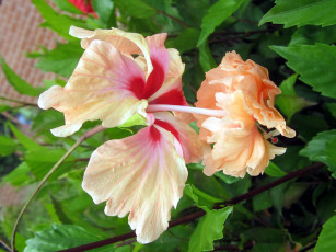 Картинка цветы гибискусы макро