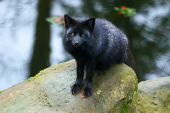 Картинка чернобурая+лисица животные лисы чернобурая лисица black fox чернобурка псовые лисицы млекопитающие мех пушнина чёрная лиса хищник