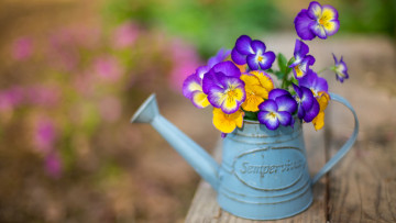 Картинка цветы анютины+глазки+ садовые+фиалки разноцветные