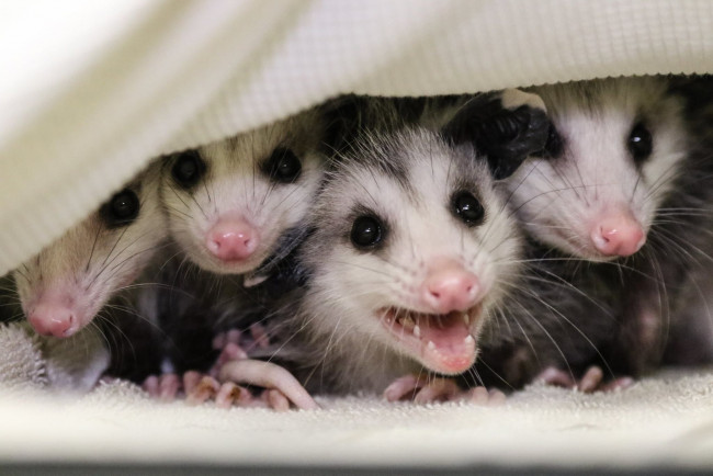 Обои картинки фото possums, животные, опоссумы, детёныши, opossum, опоссум, опоссумовые, зверёк, мех, хвостик, мордочка, млекопитающие