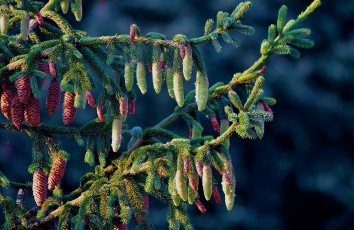 Картинка природа деревья ветки ель шишки