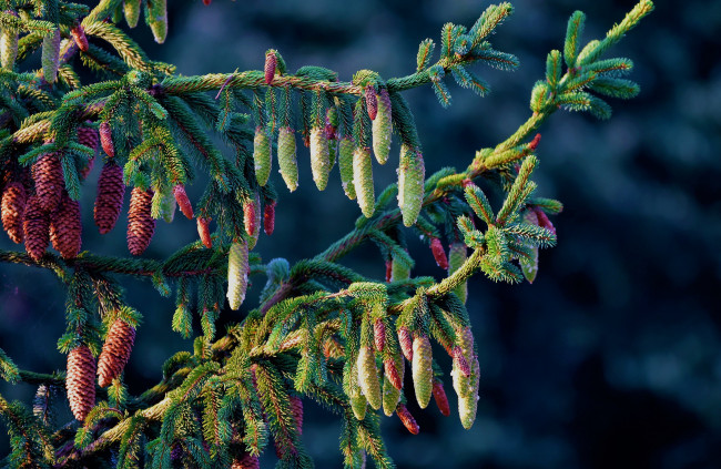 Обои картинки фото природа, деревья, ветки, ель, шишки