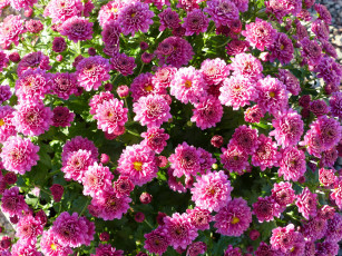 Картинка цветы хризантемы розовые куст много