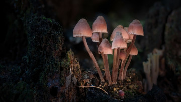 Картинка природа грибы грибная семейка