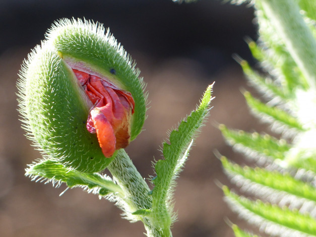 Обои картинки фото цветы, маки, алый, мак, макро, бутон