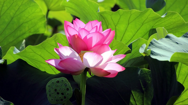 Обои картинки фото цветы, лотосы, розовые, макро