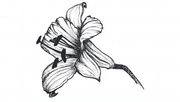 Картинка оригинал+295310 рисованное цветы рисунок