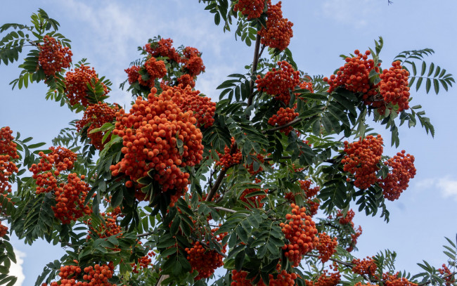 Обои картинки фото природа, ягоды,  рябина, рябина, грозди, осень