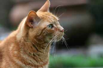 Картинка животные коты кот кошка