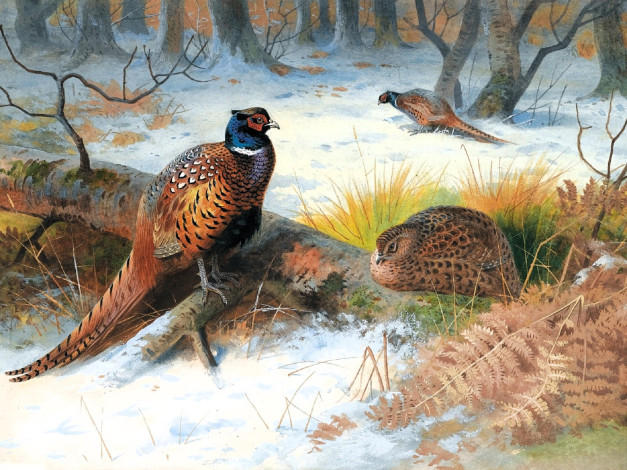 Обои картинки фото рисованное, archibald thorburn, фазаны, снег, лес, бревно, папоротник