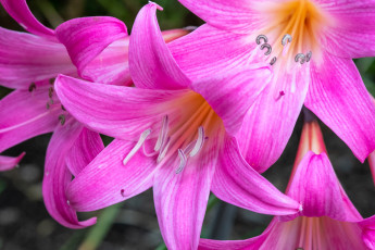 обоя цветы, лилии,  лилейники