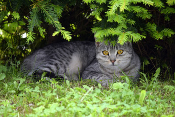 обоя животные, коты, кот, кошка