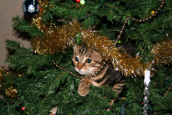 обоя животные, коты, кот, ёлка, украшения, новый, год