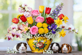 Картинка животные морские+свинки +хомяки натюрморт