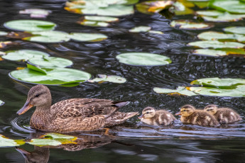 обоя животные, утки, утка, утята