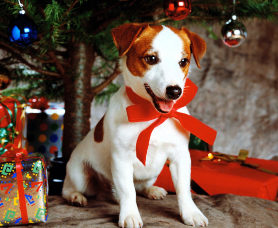Обои картинки фото животные, собаки, собака, джек-рассел, терьер, бант, подарки, ёлка, новый, год