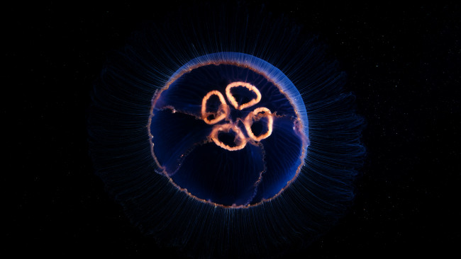 Обои картинки фото животные, медузы, медуза