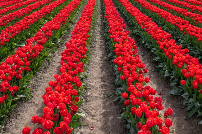 Обои картинки фото цветы, тюльпаны