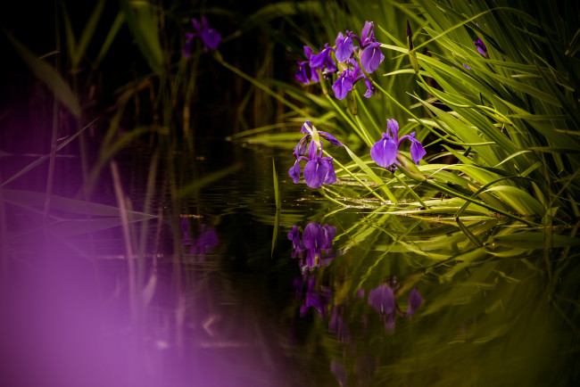 Обои картинки фото цветы, ирисы