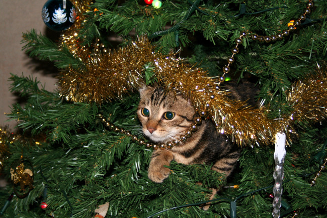 Обои картинки фото животные, коты, кот, ёлка, украшения, новый, год