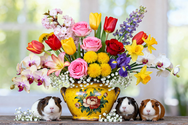 Обои картинки фото животные, морские свинки,  хомяки, натюрморт