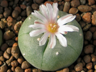 Картинка arnold кактус без колючек цветы кактусы