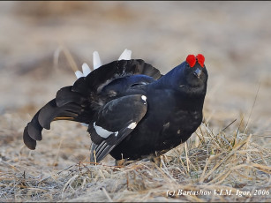 Картинка bartashov igor барон полей животные глухари тетерева фазаны