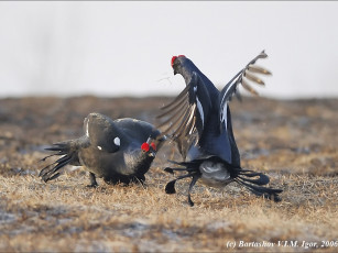 Картинка bartashov igor бои без шуток животные глухари тетерева фазаны