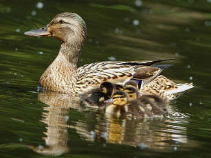 Картинка bartashov igor под надежной защитой животные утки