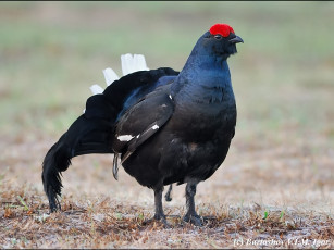 Картинка bartashov igor после битвы животные глухари тетерева фазаны