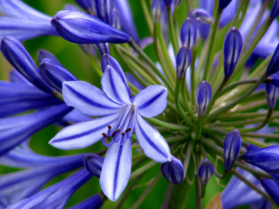 Картинка цветы агапантус африканская лилия