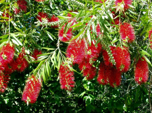 Картинка цветы каллистемон