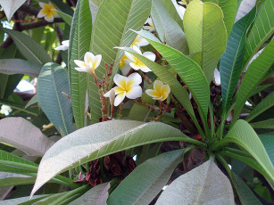 Картинка цветы плюмерия