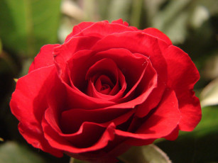 Картинка цветы розы