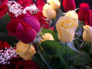 Картинка цветы розы