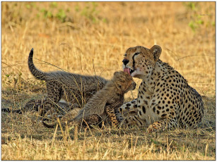 Картинка животные гепарды