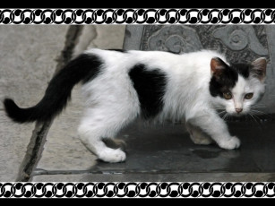 Картинка животные коты