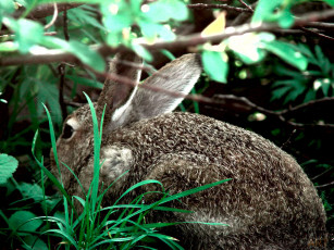 Картинка животные кролики зайцы