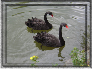 Картинка животные лебеди