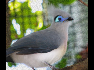 Картинка животные птицы