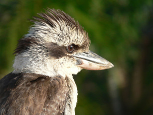 Картинка животные птицы
