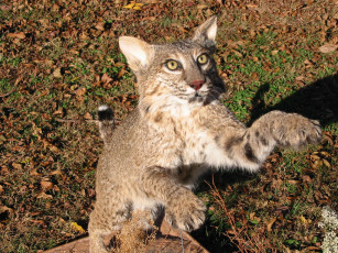 Картинка животные рыси