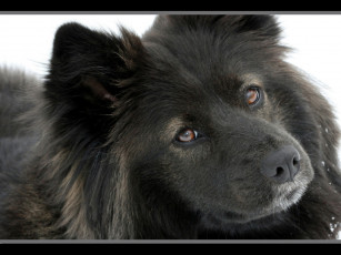 Картинка животные собаки